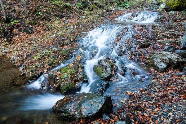 Manzara manzarası, altın rengi güneş ışığı ormanı nehri, inanılmaz renkli manzara, hızlı akarsu yakınlarındaki büyük taşların üzerine düşen kırmızı yapraklar. Sonbaharda dağ deresi, ormanda dere..