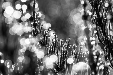 Çimlerin üzerine yağmur damlaları. Siyah ve beyaz.