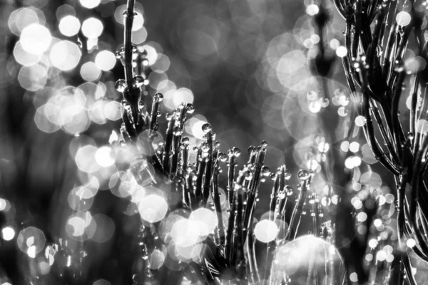 Krople Deszczu Trawie Czerń Biel — Zdjęcie stockowe