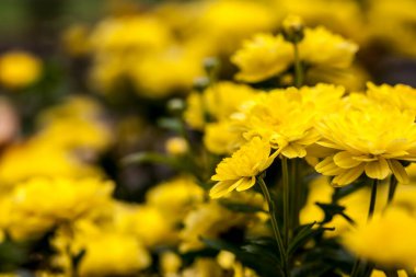 Sonbaharda güzel sarı çiçekler.