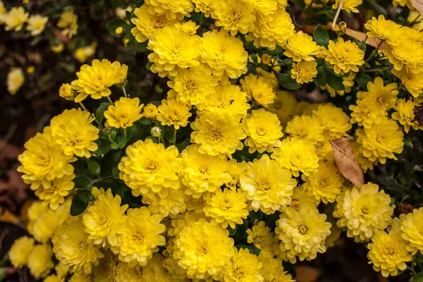 Beautiful Yellow Flowers Autumn — Stock Photo, Image