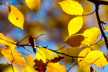 Ekim ayında renkli yapraklar. Sonbaharda renkli yapraklar.
