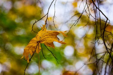 Ekim ayında renkli yapraklar. Sonbaharda renkli yapraklar.