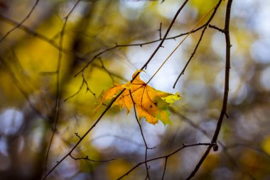 Ekim ayında renkli yapraklar. Sonbaharda renkli yapraklar.