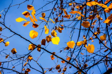 Ormanda renkli yapraklar. Sonbaharda renkli yapraklar.