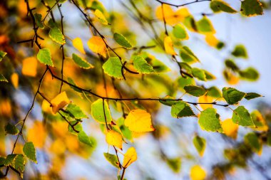 Ormanda renkli yapraklar. Sonbaharda renkli yapraklar.