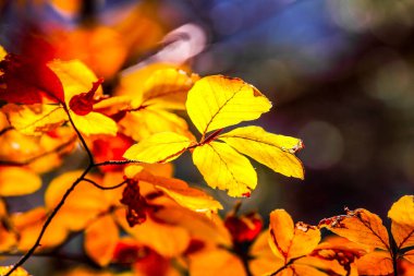 Ormanda renkli yapraklar. Sonbaharda renkli yapraklar. HDR Resmi (Yüksek Dinamik Aralık).
