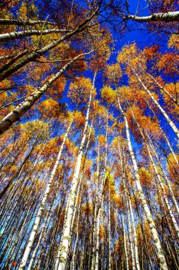 Ormanda renkli sonbahar ağaçları. HDR Resmi (Yüksek Dinamik Aralık). 
