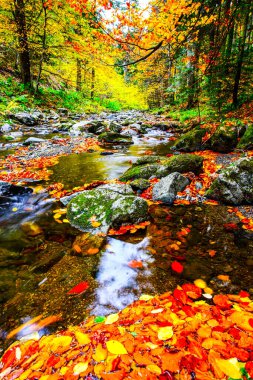 Dağ ormanındaki güzel dere. Sonbaharda orman deresi. HDR Resmi (Yüksek Dinamik Aralık).