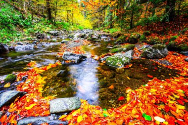 Dağ ormanındaki güzel dere. Sonbaharda orman deresi. HDR Resmi (Yüksek Dinamik Aralık).
