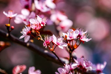 İlkbaharda meyveler çiçek açar. HDR Resmi (Yüksek Dinamik Aralık).