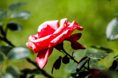 Gül bahçesinde açan güller.