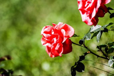 Gül bahçesinde açan güller.