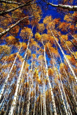 Renkli sonbahar ağaçları. HDR Resmi (Yüksek Dinamik Aralık). 