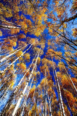Renkli sonbahar ağaçları. HDR Resmi (Yüksek Dinamik Aralık). 