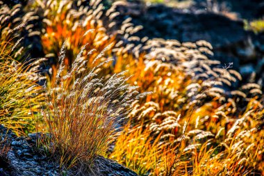 Dağda sabah güneşinde çimenler ışıldıyor. HDR Resmi (Yüksek Dinamik Aralık).