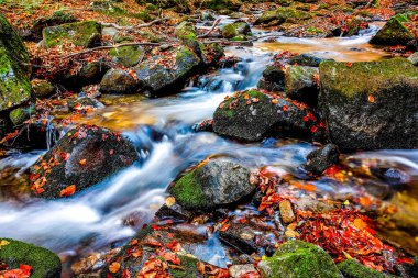 Dağ ormanındaki güzel dere. Sonbaharda orman deresi. HDR Resmi (Yüksek Dinamik Aralık).