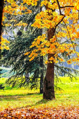 Sonbaharda renkli yapraklar, Ekim. HDR Resmi (Yüksek Dinamik Aralık).