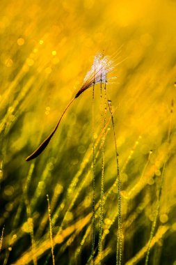 Sabah çayırdaki çimenler. HDR Resmi (Yüksek Dinamik Aralık).