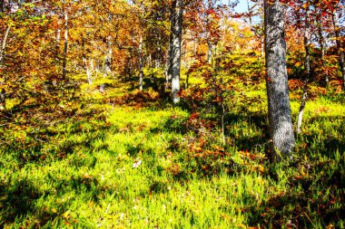 Sonbaharda renkli yapraklar. Sonbahar ormanı. HDR Resmi (Yüksek Dinamik Aralık).