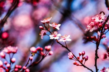 İlkbaharda meyveler çiçek açar. HDR Resmi (Yüksek Dinamik Aralık).  