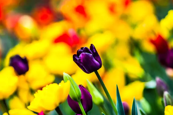 Primavera Tulipanes Jardín Imagen Hdr Alto Rango Dinámico — Foto de Stock