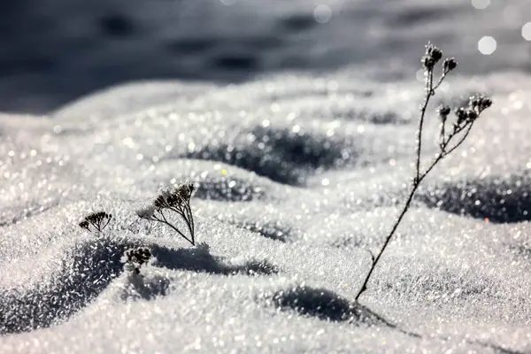 Rumput Tertutup Salju Dan Hdr Image Jangkauan Dinamis Tinggi — Stok Foto