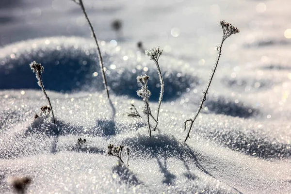 Rumput Tertutup Salju Dan Hdr Image Jangkauan Dinamis Tinggi — Stok Foto