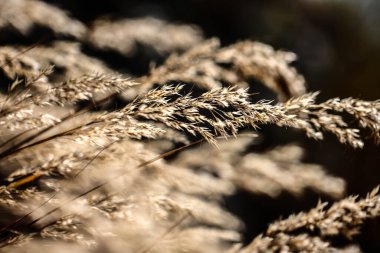 Dağda sabah güneşinde çimenler ışıldıyor. HDR Resmi (Yüksek Dinamik Aralık).