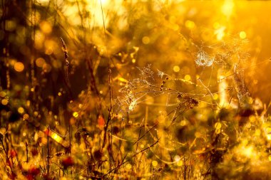 Sabah güneşiyle ışıldayan örümcek ağıyla otlar. HDR Resmi (Yüksek Dinamik Aralık).