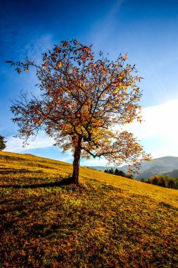 Ceviz ağacı. HDR Resmi (Yüksek Dinamik Aralık).