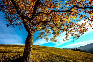 Ceviz ağacı. HDR Resmi (Yüksek Dinamik Aralık).