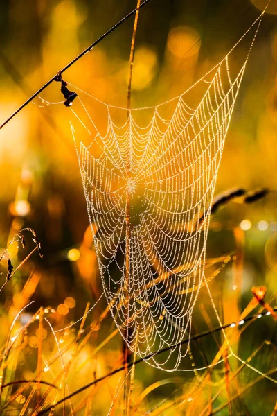 朝の太陽に照らされたクモの網の草 Hdr イメージ ダイナミック レンジ — ストック写真