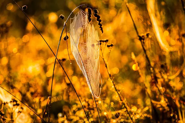 朝の太陽に照らされたクモの網の草 Hdr イメージ ダイナミック レンジ — ストック写真