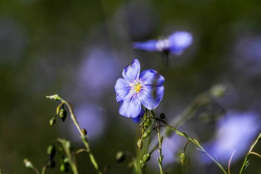 Flax (Linum usitatissimum) çiçekleri, yakın çekim, yerel odaklanma. HDR Resmi (Yüksek Dinamik Aralık).