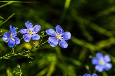 Flax (Linum usitatissimum) çiçekleri, yakın çekim, yerel odaklanma. HDR Resmi (Yüksek Dinamik Aralık).