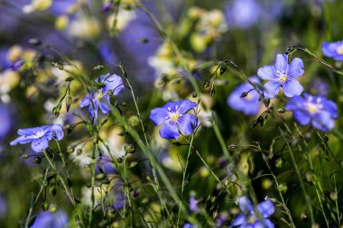 Flax (Linum usitatissimum) çiçekleri, yakın çekim, yerel odaklanma. HDR Resmi (Yüksek Dinamik Aralık).