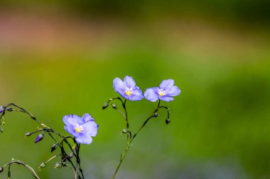 Flax (Linum usitatissimum) çiçekleri, yakın çekim, yerel odaklanma. HDR Resmi (Yüksek Dinamik Aralık).