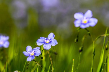 Flax (Linum usitatissimum) çiçekleri, yakın çekim, yerel odaklanma. HDR Resmi (Yüksek Dinamik Aralık).