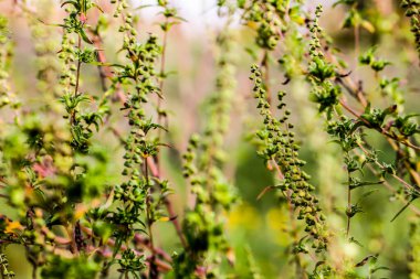Ambrosia artemisiifolia 'nın kökleri, aynı zamanda bilinen adıyla yosun..