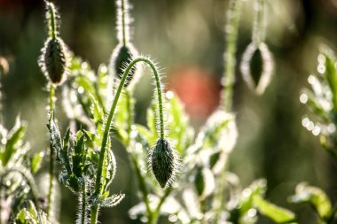 Yazın kırmızı haşhaş çiçeklerinin yakın çekimi. HDR Resmi (Yüksek Dinamik Aralık).