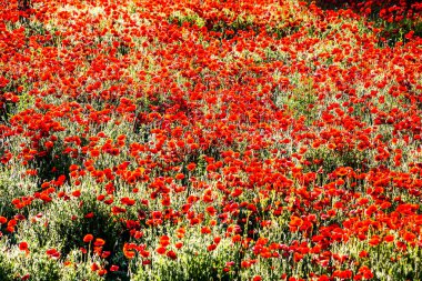 Yazın kırmızı haşhaş çiçeklerinin yakın çekimi. HDR Resmi (Yüksek Dinamik Aralık).