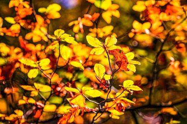Ormanda renkli yapraklar. Sonbaharda renkli yapraklar. HDR Resmi (Yüksek Dinamik Aralık).