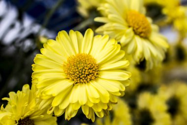 Bahçede sarı sonbahar çiçekleri.