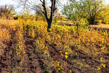 Sonbaharda eski üzüm bağı. HDR Resmi (Yüksek Dinamik Aralık).