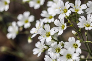 Baharda dağ çiçekleri, Mayıs.