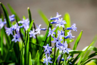 Bahçede çiçekler. HDR Resmi (Yüksek Dinamik Aralık).