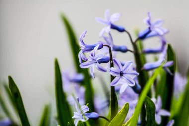 Bahçede çiçekler. HDR Resmi (Yüksek Dinamik Aralık).