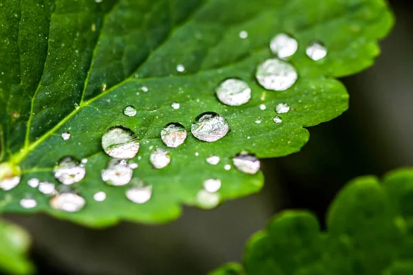 葉の上に雨が降っている Hdr イメージ ダイナミック レンジ — ストック写真