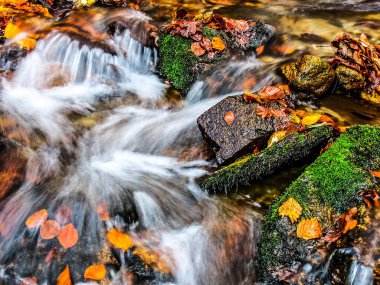 Ormandaki dağ deresi. HDR Resmi (Yüksek Dinamik Aralık).